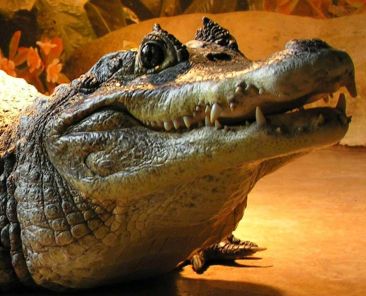 Iguana4